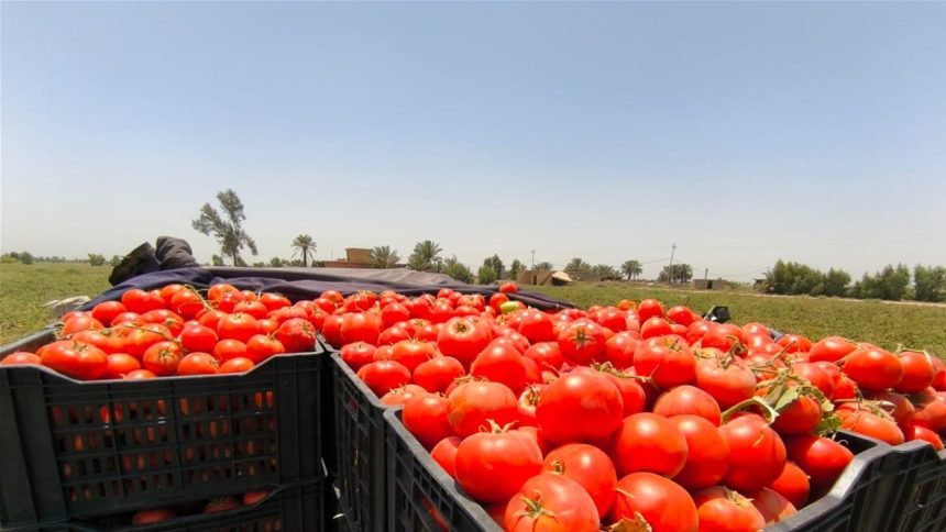 الزراعة المباشرة بخطة توسيع إنتاج الطماطم وتوفيرها محلياً على مدار العام