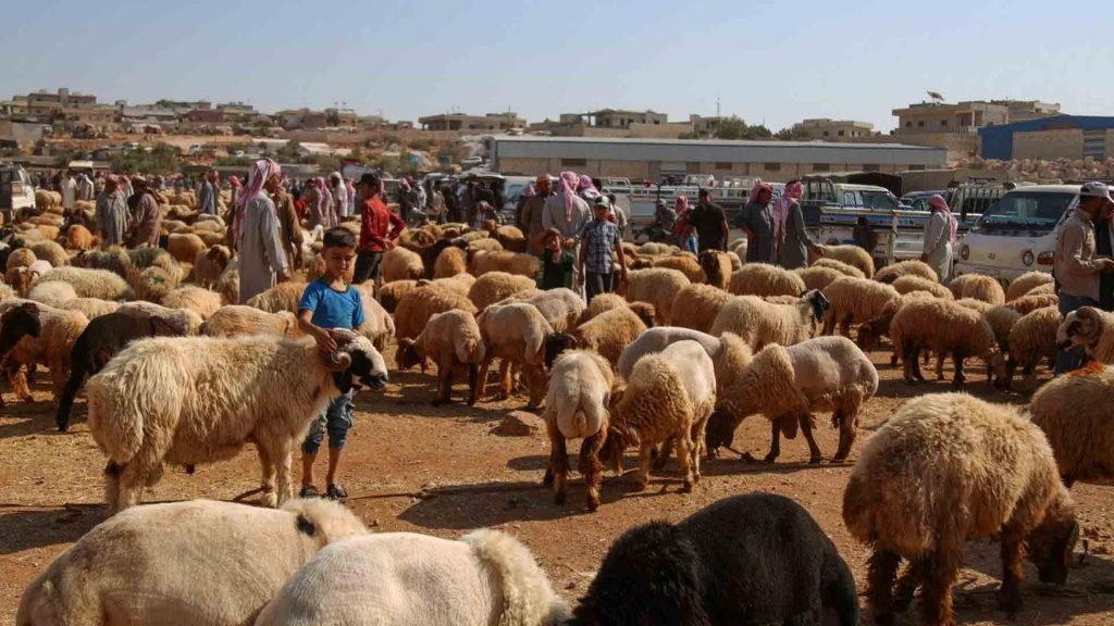 أمانة بغداد تستنفر ملاكاتها لتنفيذ خطة العيد وتتخذ إجراءات للحد من الذبح العشوائي